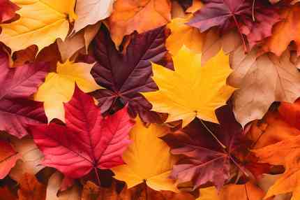 © Gautierbzh - stock.adobe.com Herbstblätter